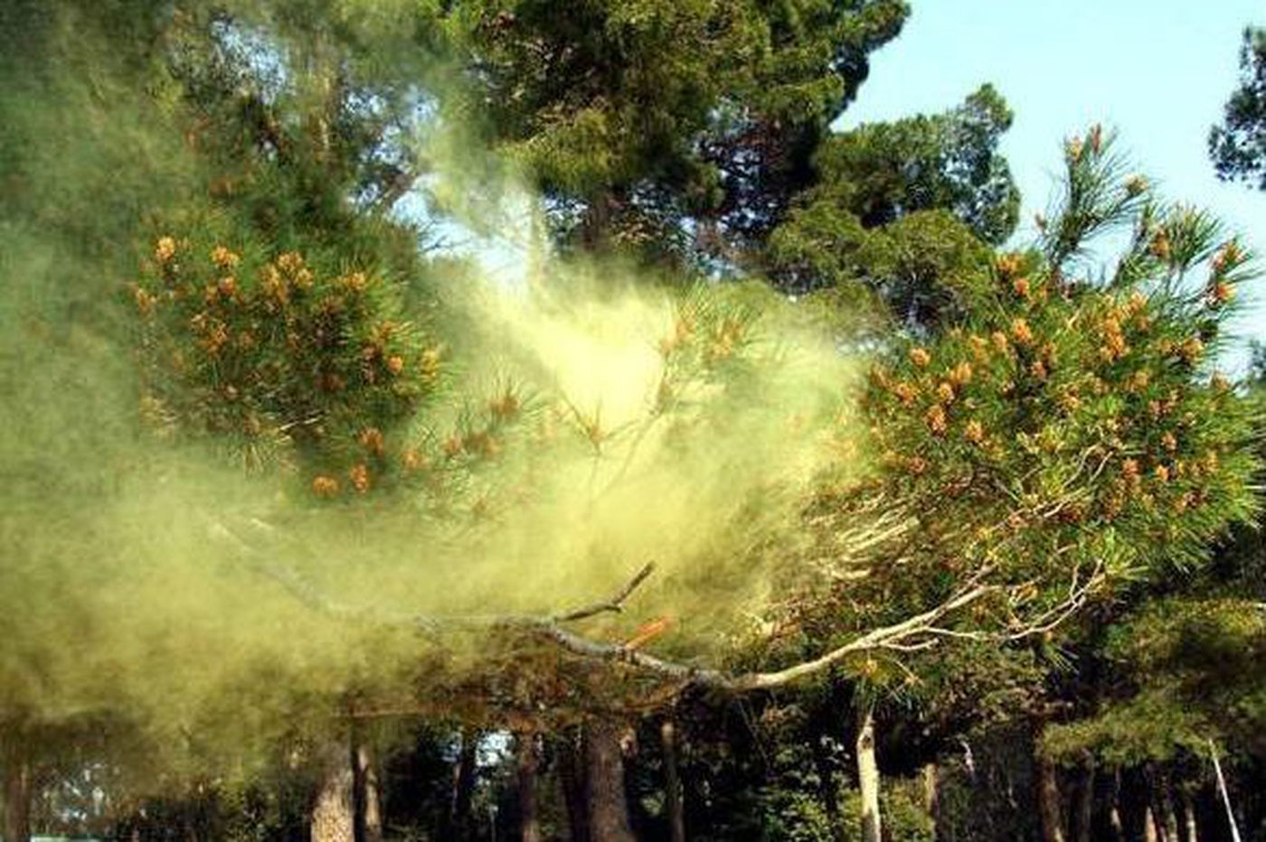Variaciones interanuales del polen de pinus en Ourense y su relación con los parámetros meteorológicos